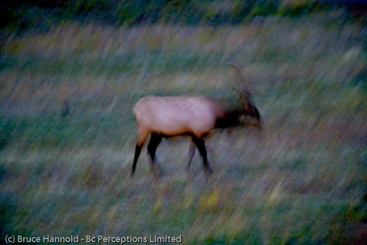 ELK IN ABSTRACT